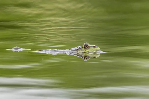 Moeraskikker Pelophylax Ridibundus Een Meer — Stockfoto