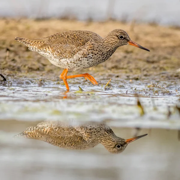 Gambo Rosso Tringa Totanus Con Riflesso Nell Acqua — Foto Stock