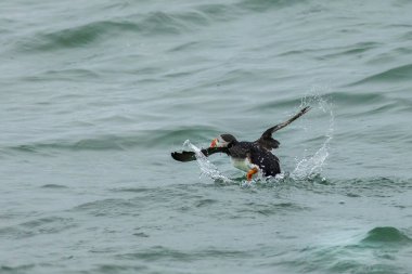 Puffin (Fratercula arktika) su üzerinde uçmaya başlar