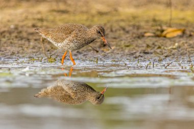 Suda yansıması olan Redshank (Tringa totanus)