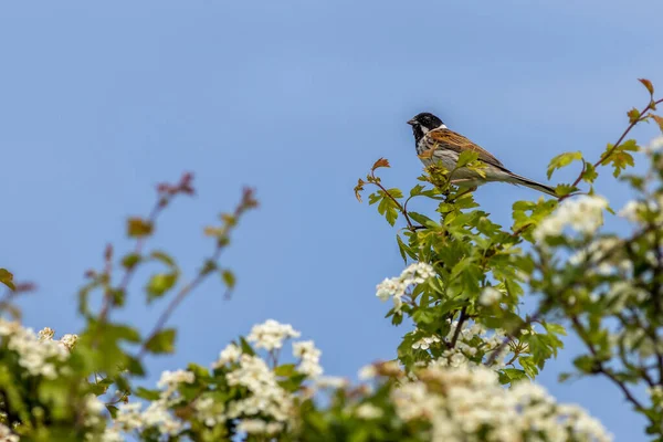 Reed Bunting Emberiza Schoeniclus Perched Hawthorn Tree Flower — 图库照片