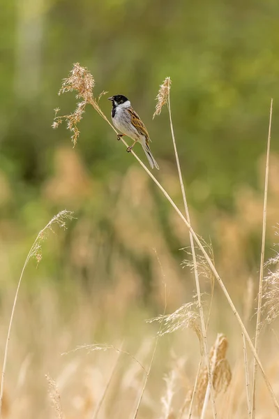 Reed Bunting Emberiza Schoeniclus Perched Reed — Zdjęcie stockowe