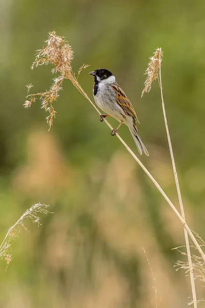 Reed Bunting Emberiza Schoeniclus Perched Reed — Fotografie, imagine de stoc