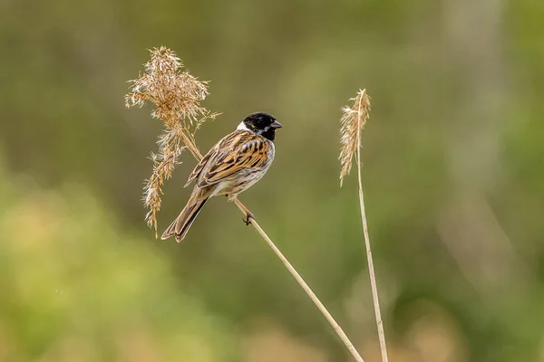 Reed Bunting Emberiza Schoeniclus Siedzący Trzcinie — Zdjęcie stockowe