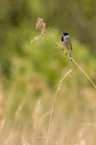 Reed Bunting Emberiza Schoeniclus Singing Reed — Stock Photo, Image