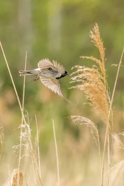 Reed Bunting Emberiza Schoeniclus Uçuyor — Stok fotoğraf