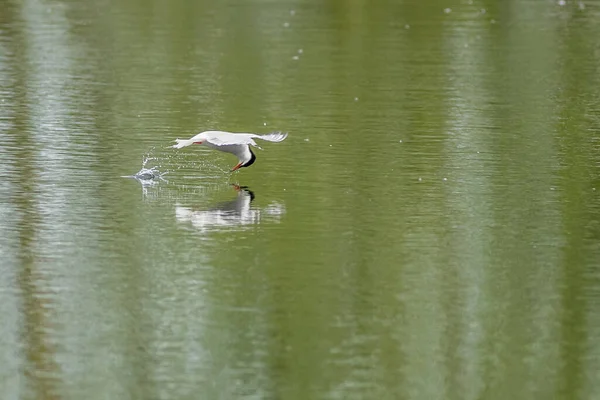 Common Tern Sterna Hirundo Drinking Flight — Photo