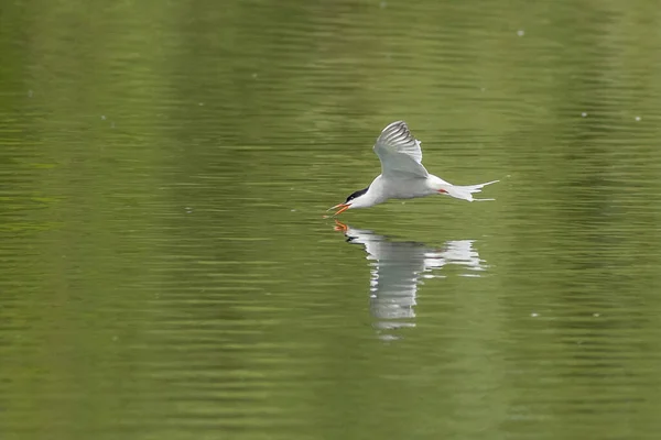 Common Tern Sterna Hirundo Drinking Flight — Photo