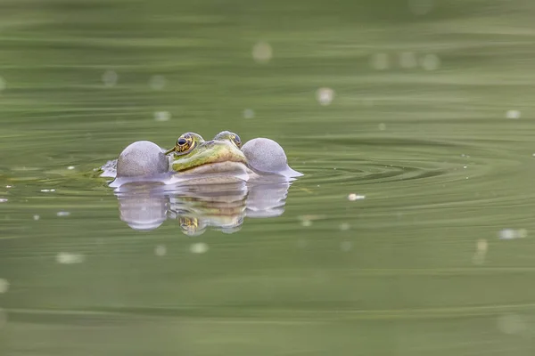 湖中的沼泽蛙 Pelophylax Ridibundus — 图库照片