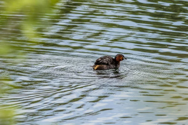 Małe Grebe Tachybaptus Ruficollis Jeziorze — Zdjęcie stockowe