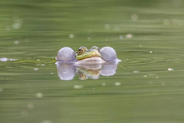 湖中的沼泽蛙 Pelophylax Ridibundus — 图库照片