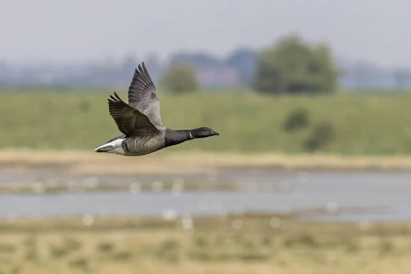 Ganso Brent Branta Bernicla Vuelo — Foto de Stock