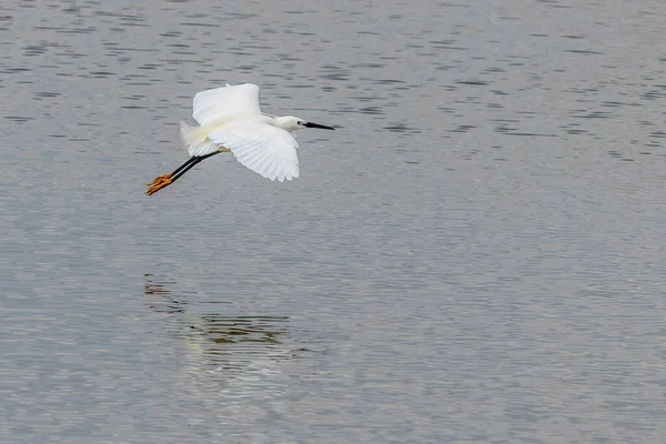 Pequena Torre Egretta Garzetta Voo — Fotografia de Stock