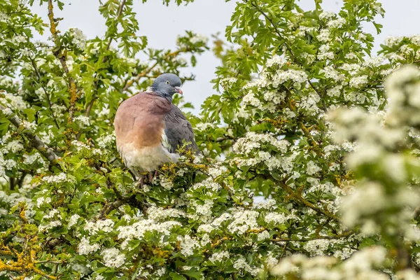 Paloma Leñadora Columba Palumbus Posada Árbol Con Flores Blancas — Foto de Stock