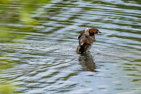 Petit Grèbe Tachybaptus Ruficollis Sur Lac — Photo