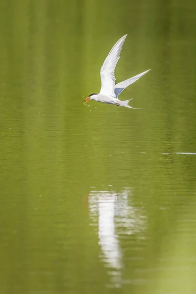 Common Tern Sterna Hirundo Drinking Flight — Photo