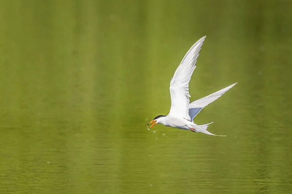 Common Tern Sterna Hirundo Drinking Flight — Stockfoto