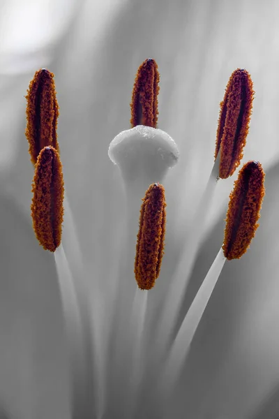 Lilium Stamens Stigma Lily Flower — Fotografia de Stock