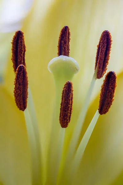 Yellow Lily Close Macro Shot — Stock fotografie