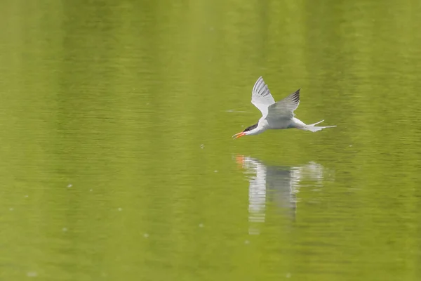 Common Tern Sterna Hirundo Drinking Flight — Photo