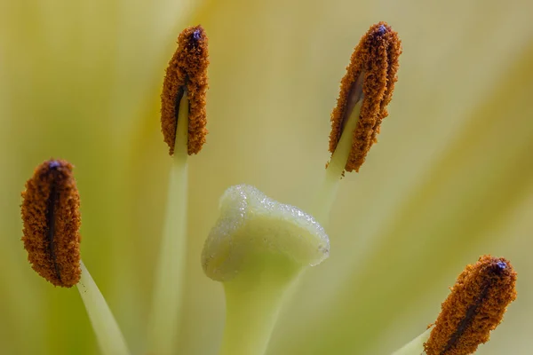 Yellow Lily Close Macro Shot — Stock Photo, Image