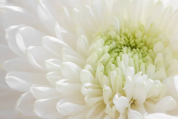 White Chrysanthemum Close Macro Shot — Stock Photo, Image