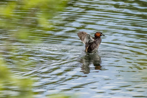 湖上的小Grebe Tachybaptus Ruficollis 免版税图库照片