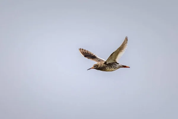 Redshank Tringa Totanus Flight 图库图片