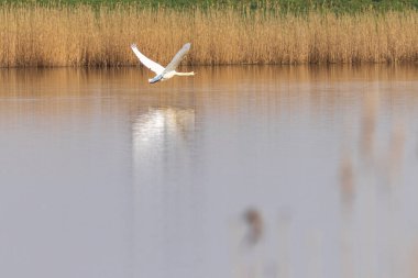 Uçuşta kuğu (Cygnus rengi) kapatmak