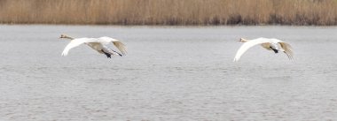Uçarken iki dilsiz kuğu (Kuğu rengi)