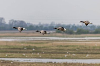 Brent kaz (Branta bernicla) uçuş