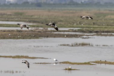 Brent kaz (Branta bernicla) uçuş
