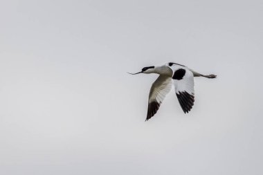 avocet (Tekrarla avosetta) uçuşta