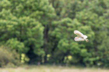 Uçuşta ahır baykuşu (Tyto alba)