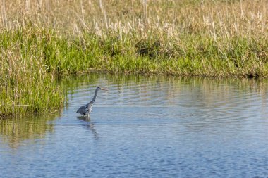 gri balıkçıl (ardea cinerea) ayakta göl