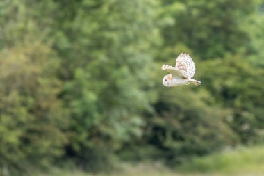 Uçuşta ahır baykuşu (Tyto alba) 