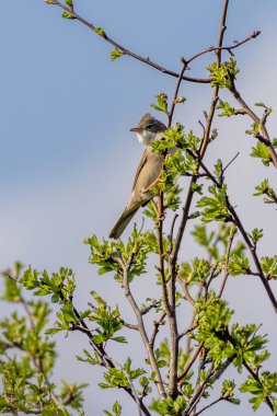 Beyazboğaz (Curruca komünü)