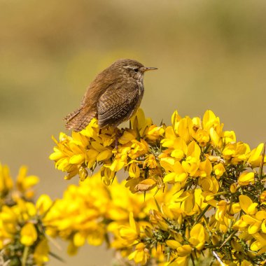 Wren (Troglodit trogloditleri) Gorse 'un çiçekleri üzerinde