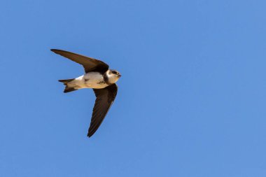 Kum Martin (Riparia riparia) uçuyor