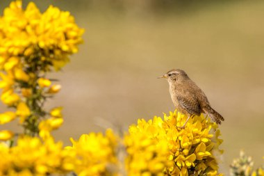 Wren (Troglodit trogloditleri) Gorse 'un çiçekleri üzerinde