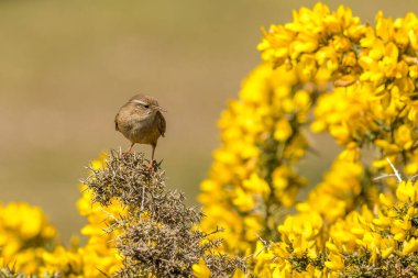 Wren (Troglodit trogloditleri) Gorse 'un çiçekleri üzerinde