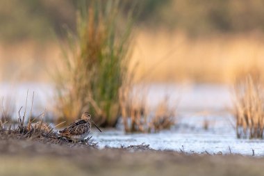 Snipe (Gallinago gallinago) suyun kenarında duruyor