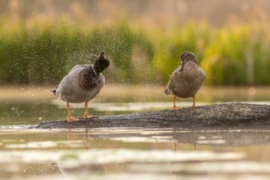Mallard (Anas platyrhynchos) gölde