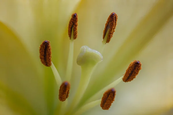Yellow Lily Close Macro Shot — стоковое фото
