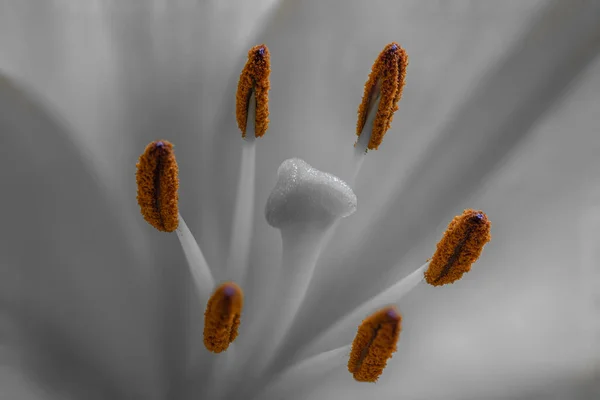 Lilium Stamens Stigma Lily Flower — стоковое фото