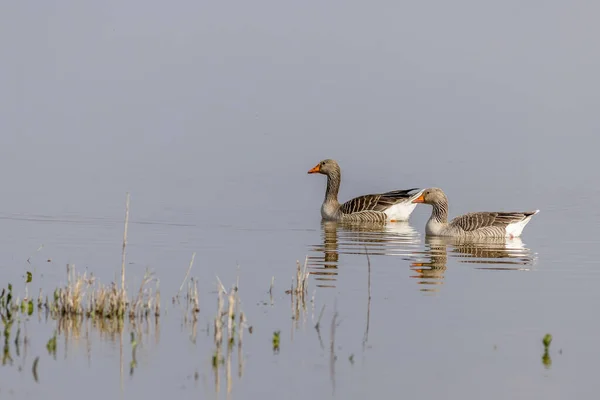 Greylag Goose Anser Anser Lake — Foto Stock