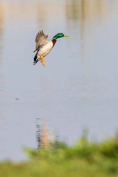 Mallard Anas Platyrhynchos Volo — Foto Stock