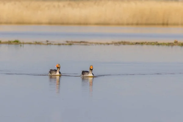 Greylag Goose Anser Anser Lake — Stockfoto