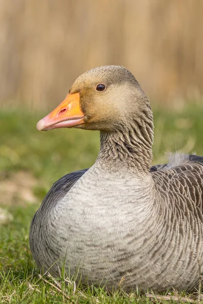 Greylag Goose Anser Anser Grass — Zdjęcie stockowe