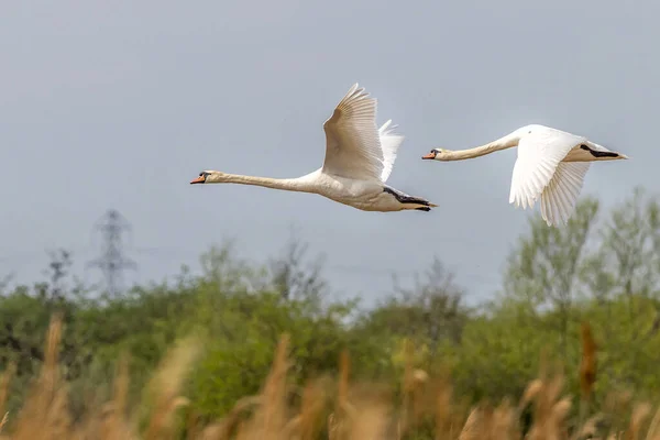 Two Mute Swan Cygnus Olor Flight — Fotografia de Stock